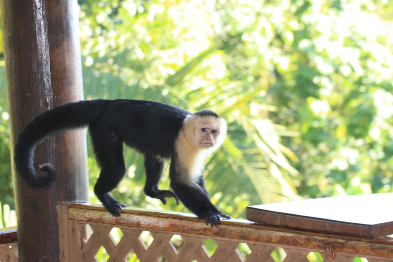 Manuel Antonio Park House - Adults Only Exterior photo