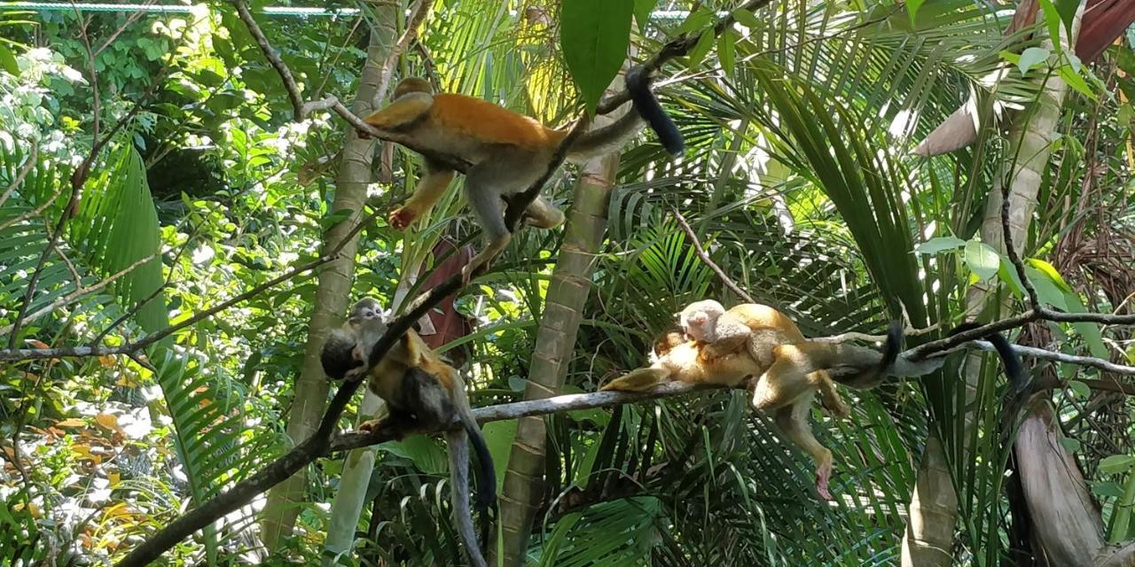 Manuel Antonio Park House - Adults Only Exterior photo
