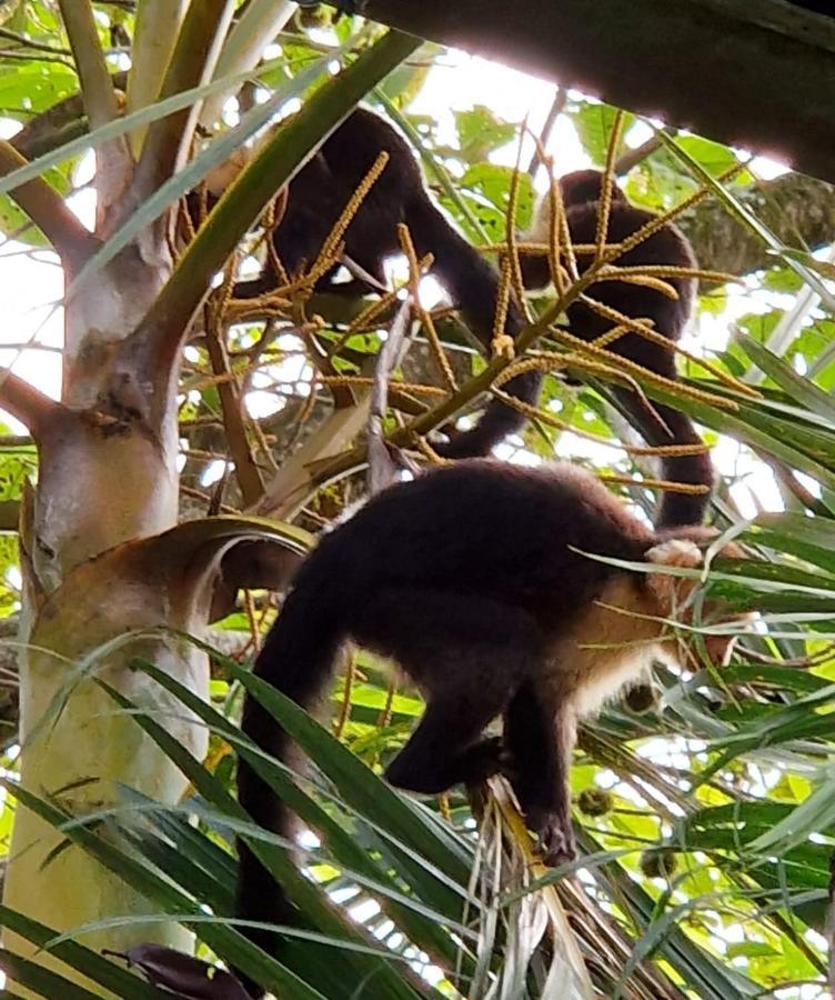 Manuel Antonio Park House - Adults Only Exterior photo