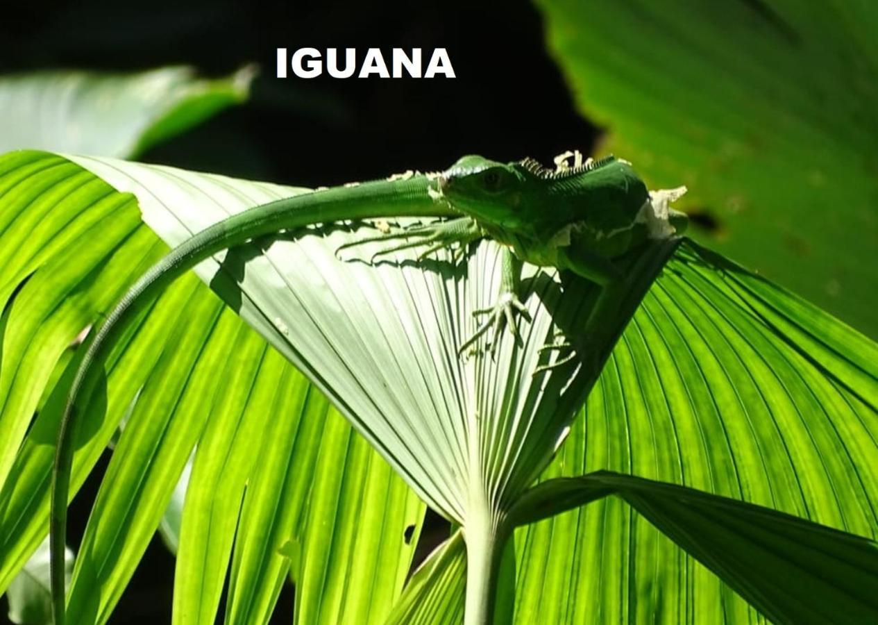 Manuel Antonio Park House - Adults Only Exterior photo